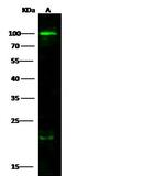 CD86 Antibody in Western Blot (WB)