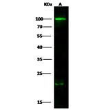 CD86 Antibody in Western Blot (WB)