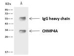 CHMP4A Antibody in Immunoprecipitation (IP)