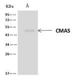 CMAS Antibody in Immunoprecipitation (IP)