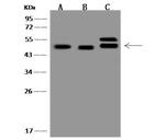 CMAS Antibody in Western Blot (WB)