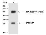 DTYMK Antibody in Immunoprecipitation (IP)