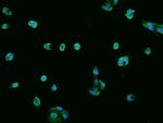 ECHDC1 Antibody in Immunocytochemistry (ICC/IF)