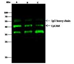 EpCAM Antibody in Immunoprecipitation (IP)