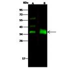 EpCAM Antibody in Western Blot (WB)