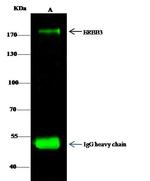 ErbB3 Antibody in Immunoprecipitation (IP)