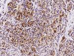 FABP7 Antibody in Immunohistochemistry (Paraffin) (IHC (P))