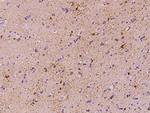 FABP7 Antibody in Immunohistochemistry (Paraffin) (IHC (P))