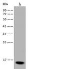 FABP7 Antibody in Western Blot (WB)