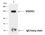 HTATSF1 Antibody in Immunoprecipitation (IP)