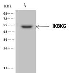 IKK gamma Antibody in Immunoprecipitation (IP)