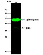 IL-1 alpha Antibody in Immunoprecipitation (IP)