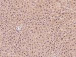 Leptin Receptor Antibody in Immunohistochemistry (Paraffin) (IHC (P))