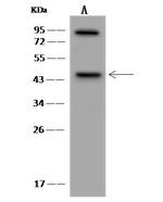 MAGEA10 Antibody in Western Blot (WB)