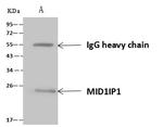 MID1IP1 Antibody in Immunoprecipitation (IP)