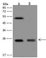 MID1IP1 Antibody in Western Blot (WB)