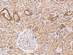 MRPS34 Antibody in Immunohistochemistry (Paraffin) (IHC (P))