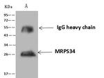 MRPS34 Antibody in Immunoprecipitation (IP)