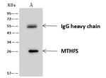 MTHFS Antibody in Immunoprecipitation (IP)