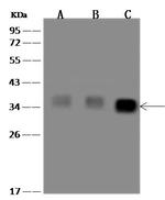 MyD88 Antibody in Western Blot (WB)