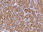 NARS2 Antibody in Immunohistochemistry (Paraffin) (IHC (P))