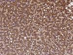 NARS2 Antibody in Immunohistochemistry (Paraffin) (IHC (P))