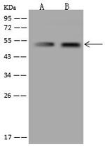 NARS2 Antibody in Western Blot (WB)