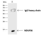 NDUFS6 Antibody in Immunoprecipitation (IP)