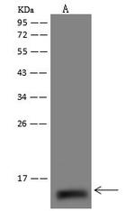 NDUFS6 Antibody in Western Blot (WB)