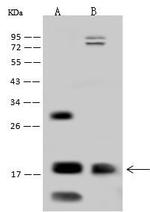 OCIAD2 Antibody in Western Blot (WB)