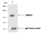 PBXIP1 Antibody in Immunoprecipitation (IP)