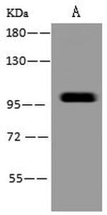 PBXIP1 Antibody in Western Blot (WB)