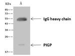 PIGP Antibody in Immunoprecipitation (IP)