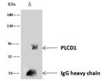 PLCD1 Antibody in Immunoprecipitation (IP)