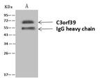 POMGNT2 Antibody in Immunoprecipitation (IP)