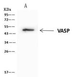 VASP Antibody in Immunoprecipitation (IP)