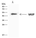 VASP Antibody in Immunoprecipitation (IP)