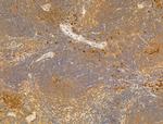 Phospho-EIF2S1 (Ser51) Antibody in Immunohistochemistry (Paraffin) (IHC (P))