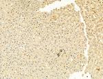 Phospho-EIF2S1 (Ser51) Antibody in Immunohistochemistry (Paraffin) (IHC (P))