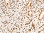 Phospho-EIF2S1 (Ser51) Antibody in Immunohistochemistry (Paraffin) (IHC (P))