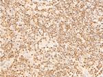 Phospho-EIF2S1 (Ser51) Antibody in Immunohistochemistry (Paraffin) (IHC (P))