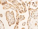 Phospho-EIF2S1 (Ser51) Antibody in Immunohistochemistry (Paraffin) (IHC (P))