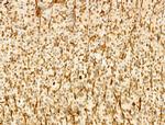 Phospho-JNK1/JNK2/JNK3 (Thr183, Tyr185) Antibody in Immunohistochemistry (Paraffin) (IHC (P))