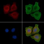 Phospho-FRS2 (Tyr436) Antibody in Immunocytochemistry (ICC/IF)