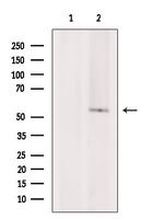 Phospho-TAB1 (Ser438) Antibody in Western Blot (WB)