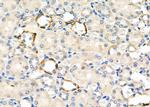 NKCC1 Antibody in Immunohistochemistry (Paraffin) (IHC (P))