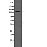 NKCC1 Antibody in Western Blot (WB)