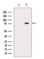 cGKII Antibody in Western Blot (WB)