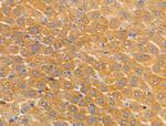 Arylsulfatase A Antibody in Immunohistochemistry (Paraffin) (IHC (P))