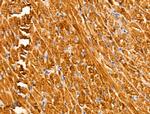 Arylsulfatase A Antibody in Immunohistochemistry (Paraffin) (IHC (P))